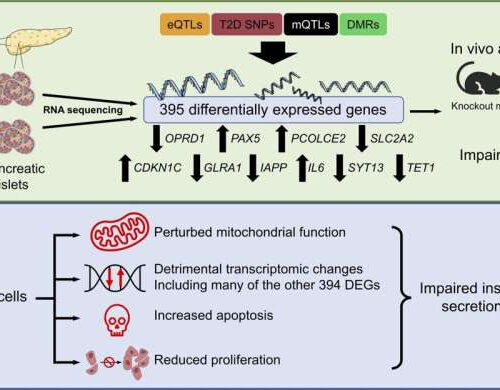 PAX5—a gene strongly associated with impaired insulin secretion in type 2 diabetes