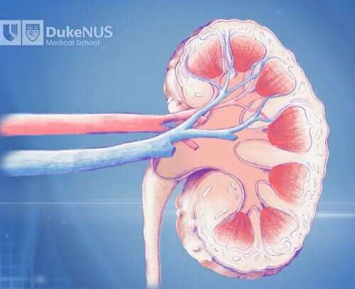 Scientists first in the world to regenerate diseased kidney cells