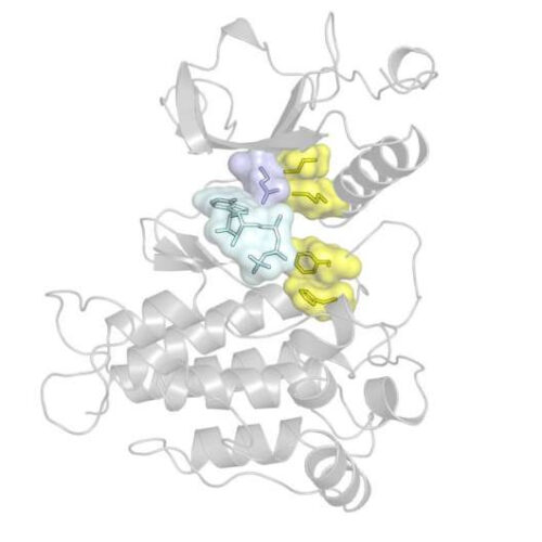 Research reveals why cancers stop responding to kinase-blocking drugs and come back stronger