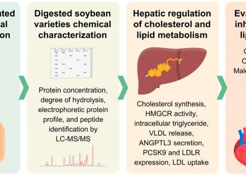 A soybean protein blocks LDL cholesterol production, reducing risks of metabolic diseases