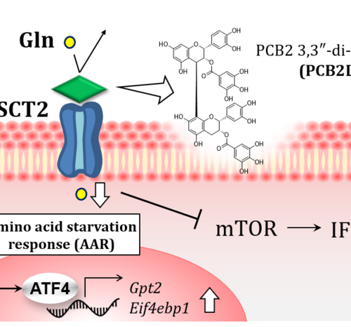 Polyphenols may be missing component in regulating inflammatory immune responses