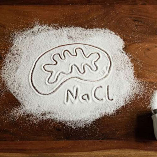 Study finds that salt cuts off the energy supply to immune regulators