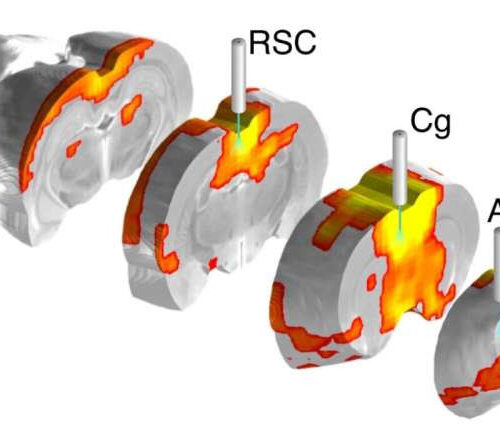 Novel optical and fMRI platform identifies brain regions that control large-scale brain network