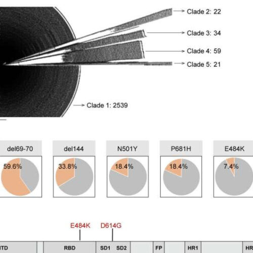 Evolutionary history of SARS-CoV-2 leads to a universal vaccine already being tested in animal models