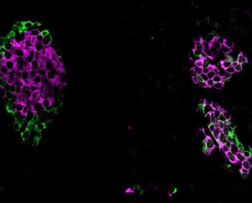 ‘Tiny but mighty’ gene fragments are crucial for maintaining blood glucose levels, shows study