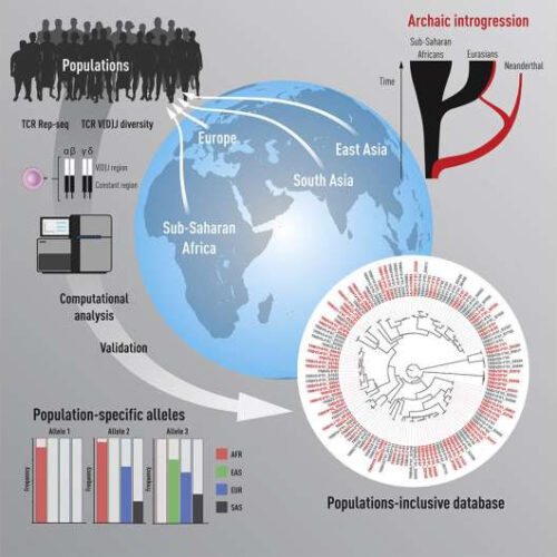 Major genetic study reveals unexpectedly high variation in T-cell receptor genes between persons