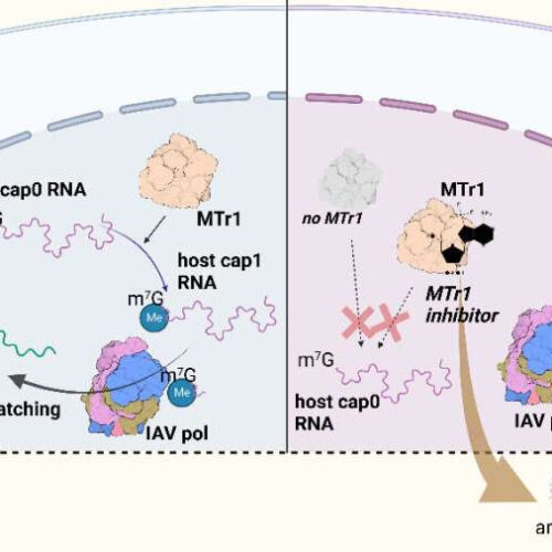 New compound inhibits influenza virus replication