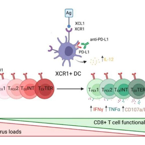 Cell type key to successful immunotherapies for chronic viral infections identified