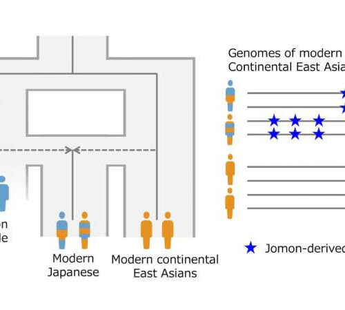 Research reveals historical Japanese regional mix and genetic predispositions to obesity and asthma