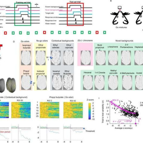 New study may help to explain smell challenges in individuals with autism