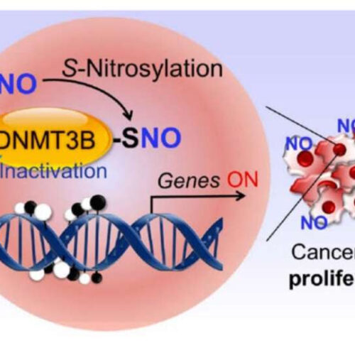 Chemically ‘poisoned’ protein acts as a molecular switch to spur cancer formation