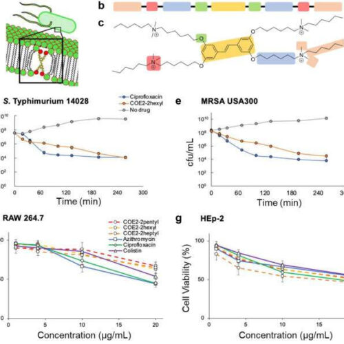 A broad-spectrum synthetic antibiotic that does not evoke bacterial resistance