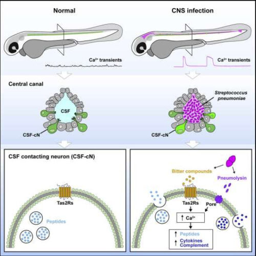 Sensory cells taste cerebrospinal fluid to fight brain infections