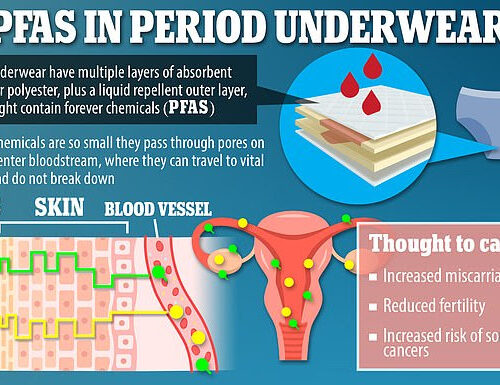 The hidden health dangers of period underwear: Up to 65% of items contain toxic forever chemicals linked to infertility