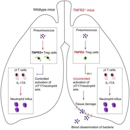 Discovery of T-cells that protect against deadly pneumococcal disease