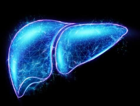 Intermittent fasting spurs proliferation of liver cells in lab mice, study finds