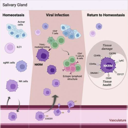 ‘Natural killer’ immune cells can modify tissue inflammation: Study