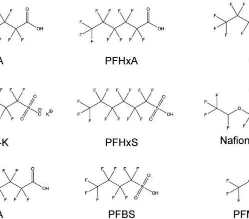 PFAS can suppress white blood cell’s ability to destroy invaders