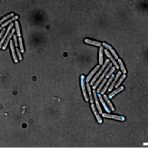 Bacteria communicate like us – and we could use this to help address antibiotic resistance