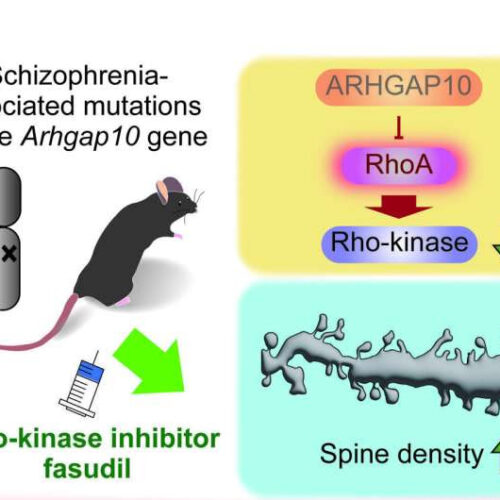 Vasodilator drug used in stroke patients found to reverse key symptoms of schizophrenia in mice