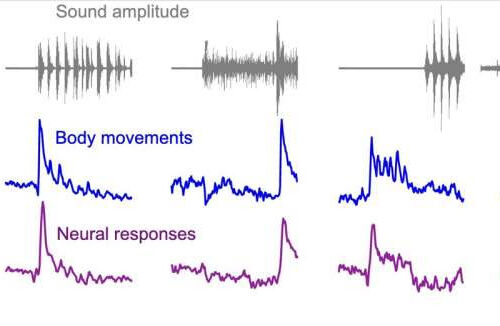 Study sheds new light on the origins of sound-evoked activity in the mouse visual cortex