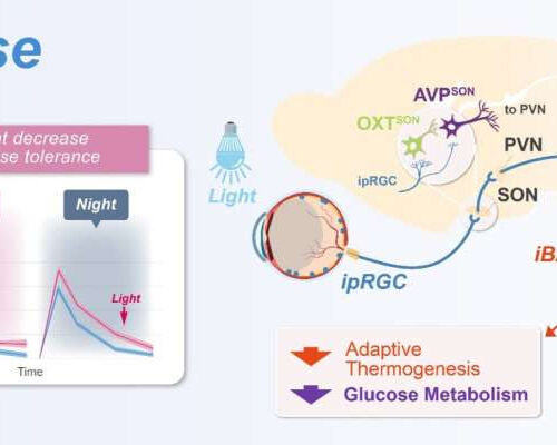 Researchers reveal neural mechanism of metabolic modulation by light