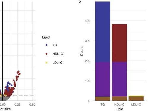 High levels of lipids in blood found to protect against allergies