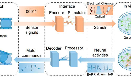 An overview of in vitro biological neural networks for robot intelligence