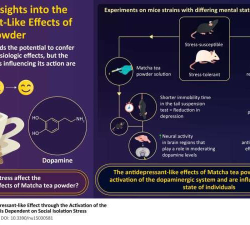 A closer look at Matcha tea powder’s antidepressant-like effects