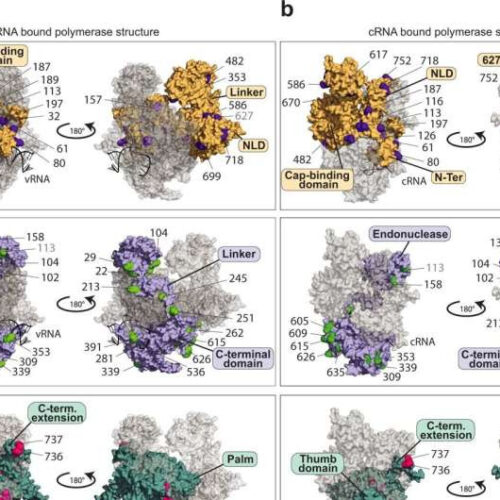 The Achilles heel of the influenza virus: Ubiquitin protein may be an approach for future medicines