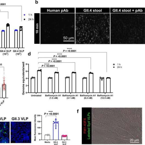 Human norovirus GII.4 exploits unexpected entry mechanism to cause gastroenteritis