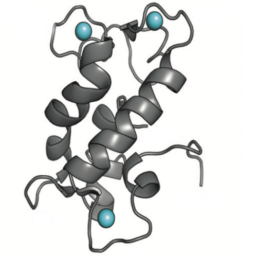 New biosensor reveals activity of elusive metal that’s essential for life