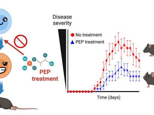 Potential treatment of autoimmune diseases revealed in new study