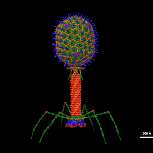 A quick new way to screen virus proteins for antibiotic properties