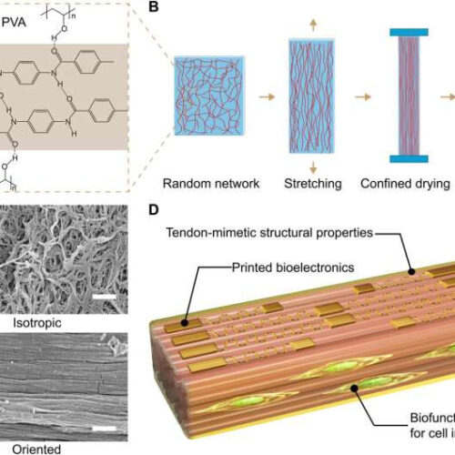 Tissue engineering: Developing bioinspired multi-functional tendon-mimetic hydrogels