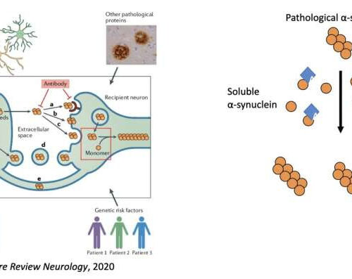 Study unveils mechanism regulating the transmission of a protein associated with the progression of Parkinson’s disease