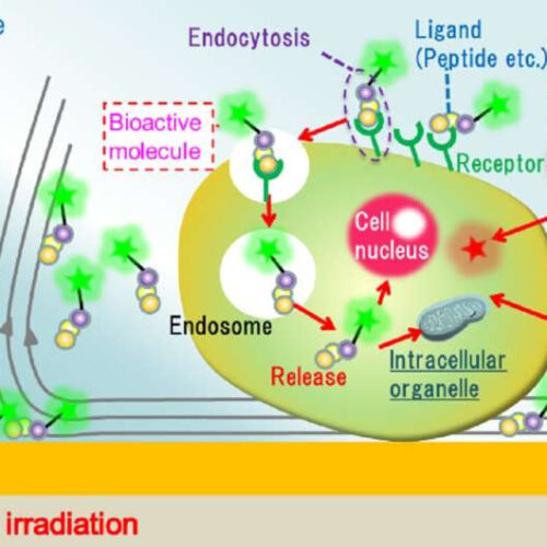 Light-induced acceleration of intracellular delivery