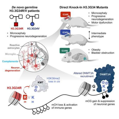 Too much pruning: A new study sheds light on how neurodegeneration occurs in the brain