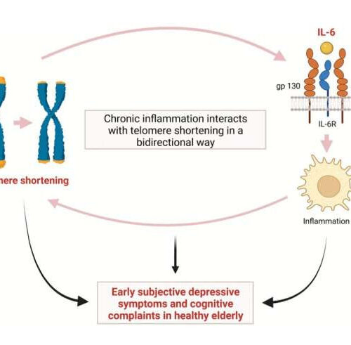 Telomere shortening linked to depression and cognitive impairment in older adults