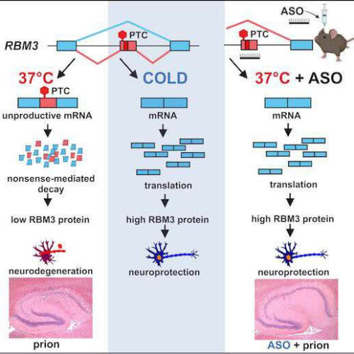 Boosting ‘cold shock’ protein in the brain without cooling protects mice against neurodegenerative disease