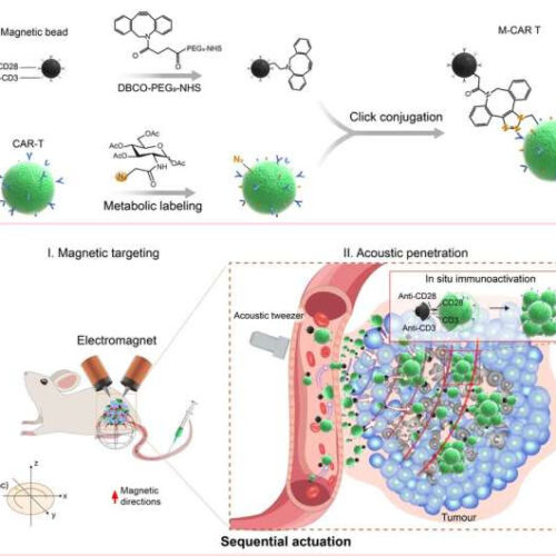 CAR T cell robots based on magnetic-acoustic actuation developed for precise antitumor immunotherapy