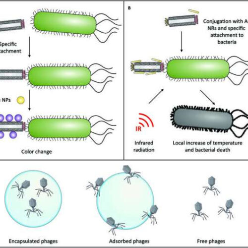 Battling drug resistant bacteria with bacteriophages