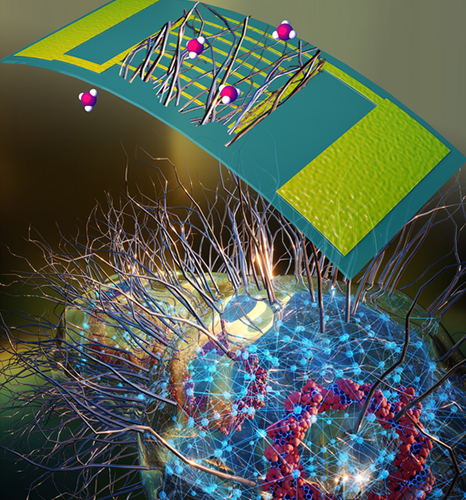 Bacteria Create Protein Nanowires for Biosensing