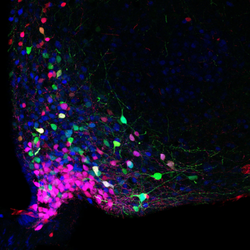 Cited1 links sex and metabolic hormones to protect against obesity