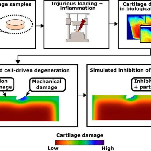 Researchers unravel new mechanisms behind articular cartilage healing after injury