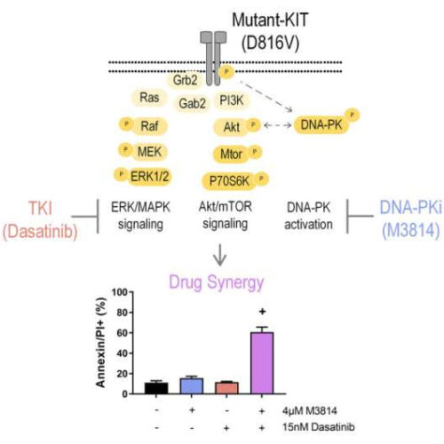 Seeking leukemia’s Achilles heel