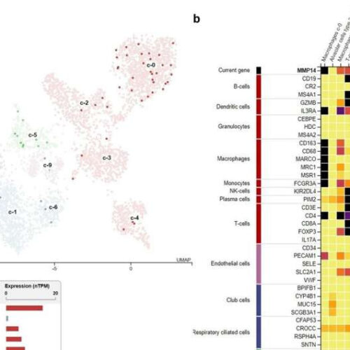 Teams identifies cell entry mechanism of SARS-CoV-2 and therapeutic target for COVID-19