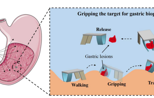 Magnetically actuated quadruped soft microrobot toward gastric biopsy