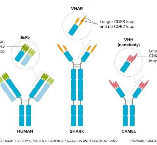 The antibodies from camels and sharks that could change medicine