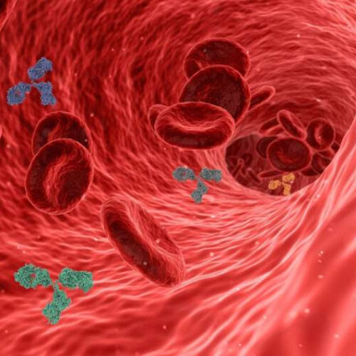 Researchers discover vasculogenic fibroblast, a missing piece in understanding how blood vessels are made